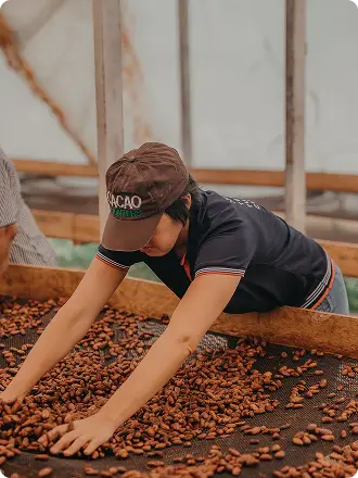 Cocoa farming
