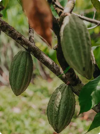 Cocoa farming