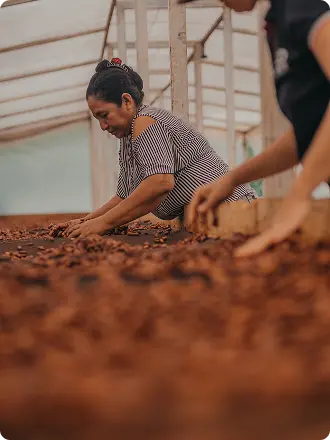 Cocoa pods